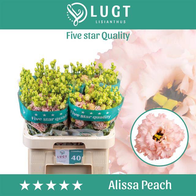 <h4>Lisianthus do alissa peach</h4>