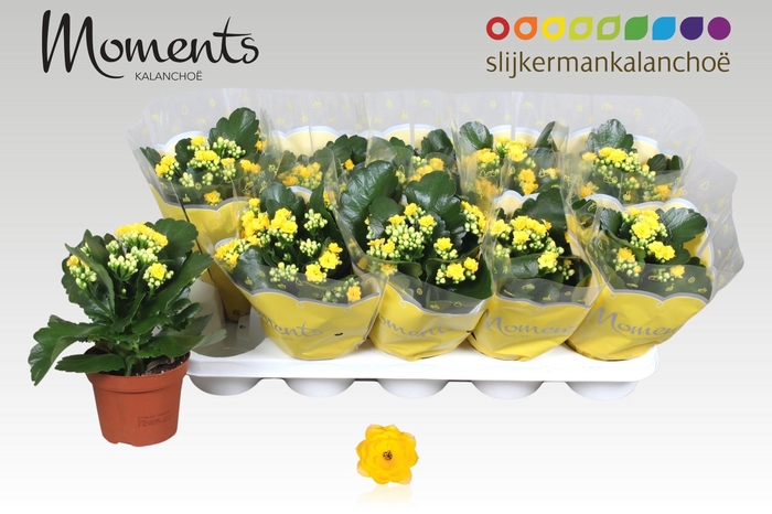 <h4>Kal Ge Sfinx Yellow</h4>