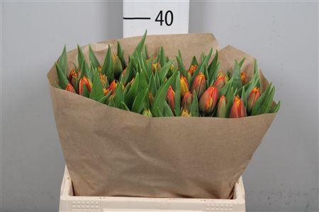 <h4>Tu Du Atlas</h4>