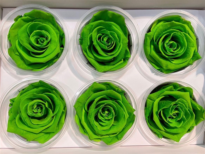 <h4>Ro Pres Classic Green Lime</h4>