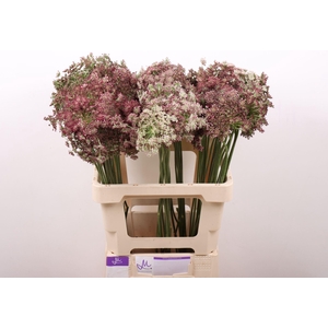 DAUCUS CAROTA DARA DAUCUS CAROTA DA