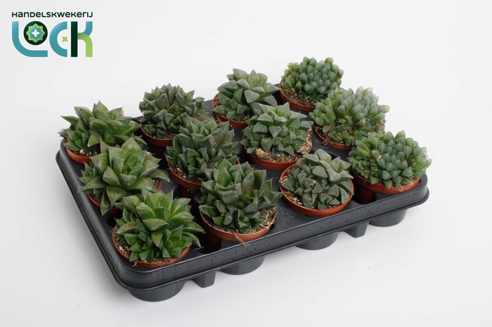 <h4>Glasworthia Truncata mix</h4>