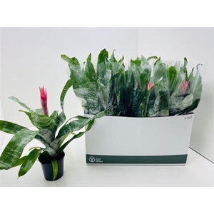 ** Aech Fas Primera Autumn Promo *