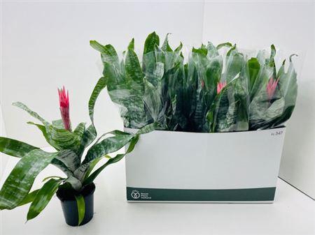 <h4>** Aech Fas Primera Autumn Promo *</h4>