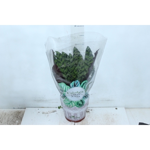 CALATHEA INSIGNIS P17