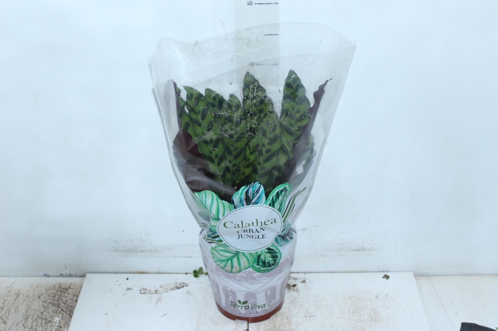 CALATHEA INSIGNIS P17