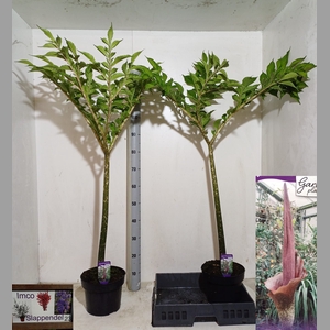 AMORPHOPHALLUS KONJA