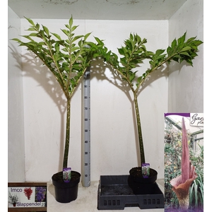 AMORPHOPHALLUS KONJA