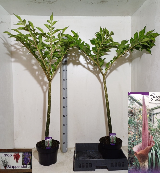 <h4>AMORPHOPHALLUS KONJA</h4>