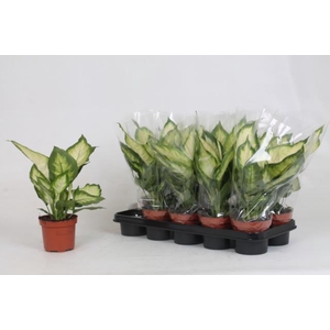 Dieffenbachia Bertina 12Ø 35cm