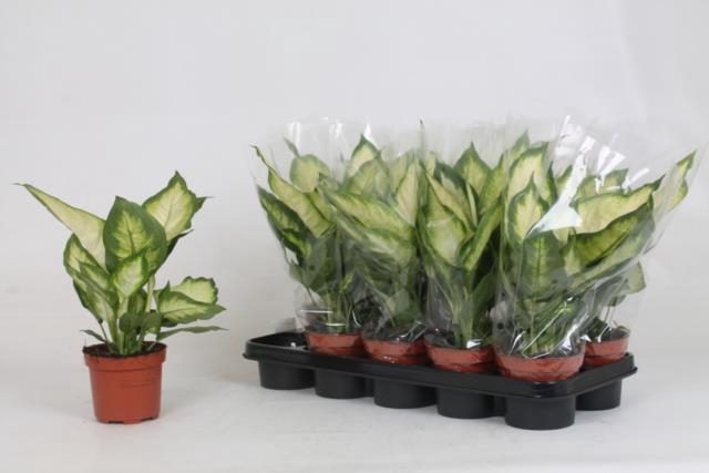 Dieffenbachia Bertina 12Ø 35cm