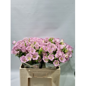 CAMP M CHAMPION PINK