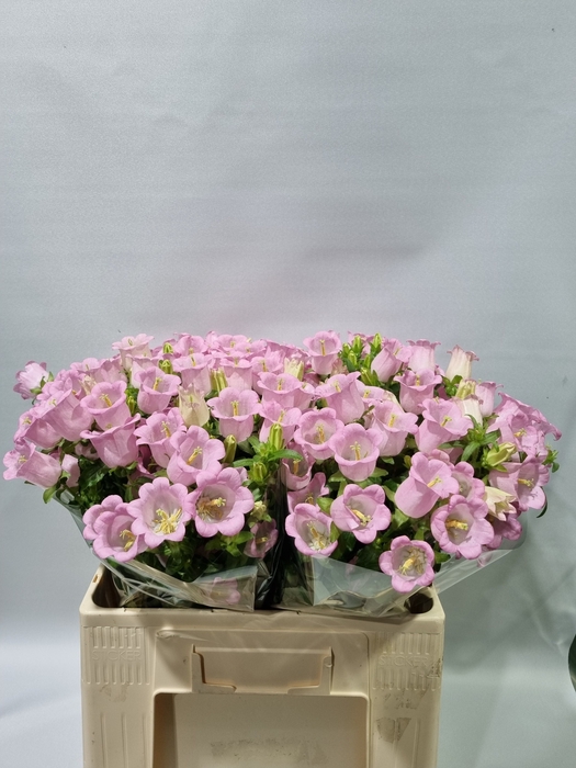<h4>CAMP M CHAMPION PINK</h4>