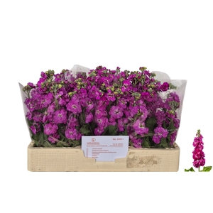 MATTH AIDA DEEP ROSE