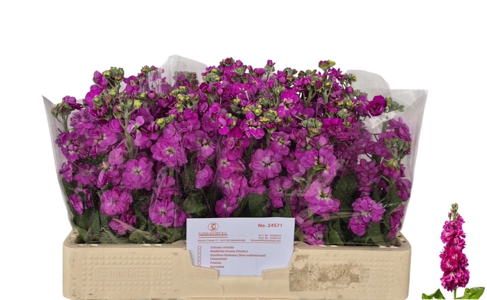 <h4>MATTH AIDA DEEP ROSE</h4>