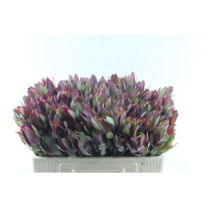 Leucad Senorita