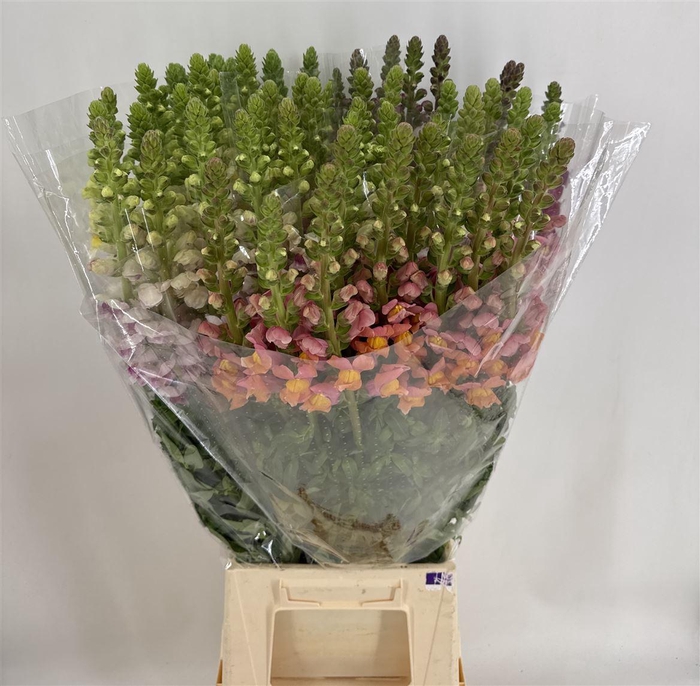 <h4>ANTIR MIX IN FUST</h4>