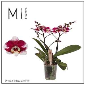 Phalaenopsis Spirit Red Special 2 spike – 12cm | Mimesis