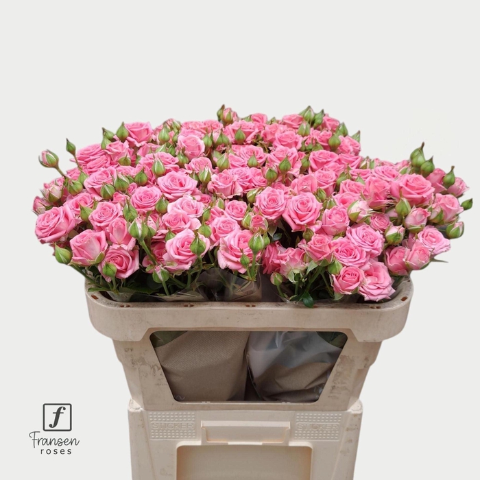 <h4>Rosa TR 'Emilia' FRANSEN</h4>