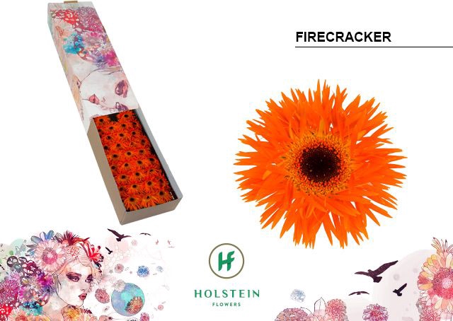 <h4>Germini Spider Firecracker Half doos</h4>