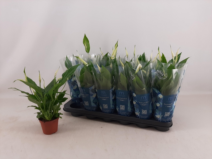 <h4>SPATH CHOPIN</h4>