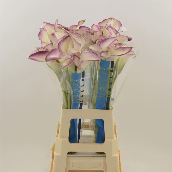 <h4>ZANT CALL MARIO</h4>