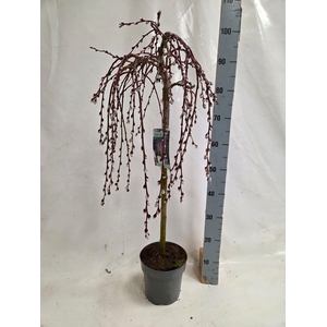 SALIX CAP KILMARNOCK