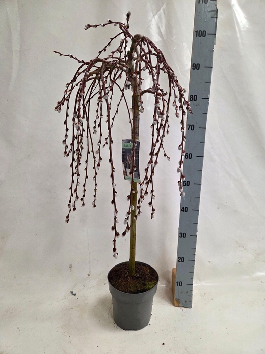 <h4>SALIX CAP KILMARNOCK</h4>