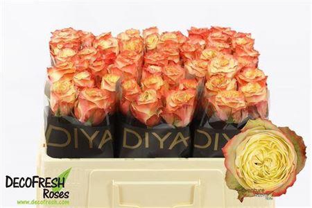 <h4>R Gr Adventure</h4>