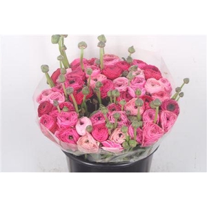 Ran.. Su Spotlight Extra