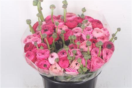 <h4>Ran.. Su Spotlight Extra</h4>