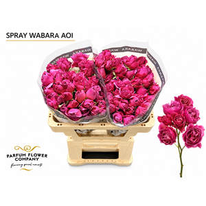 Rosa Spray a Wabara Aoi