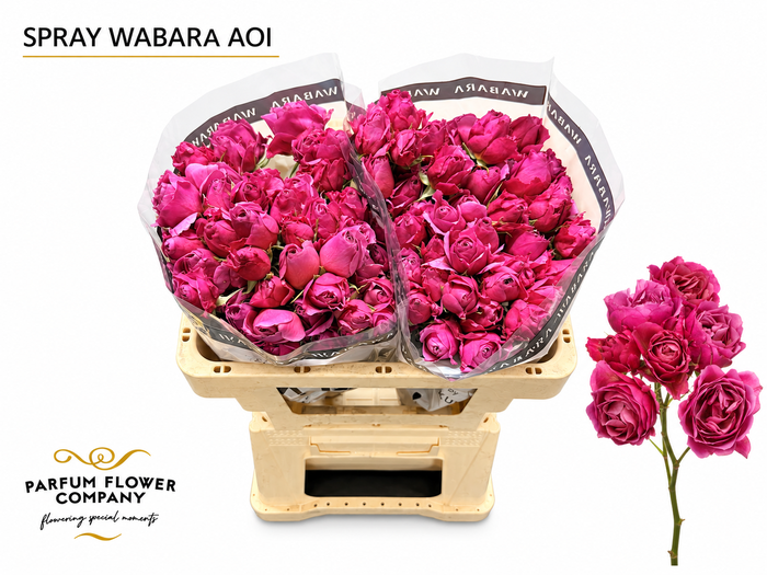 <h4>Rosa Spray a Wabara Aoi</h4>