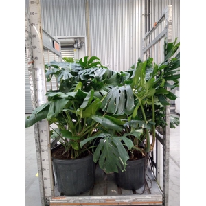 Monstera delic. 'Thai Constellatio'