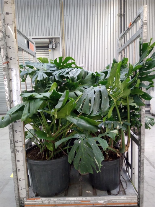 <h4>Monstera delic. 'Thai Constellatio'</h4>