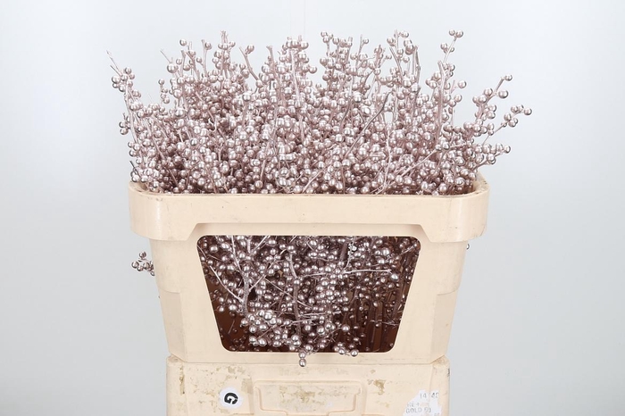 Ilex Kl Bh Champagne