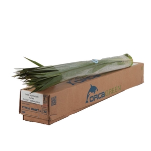 Typha Orca