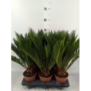 Cycas revoluta