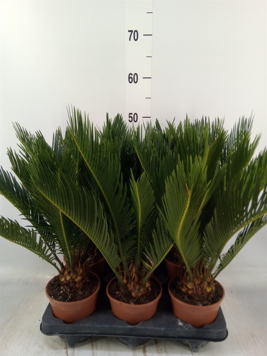 <h4>Cycas revoluta</h4>