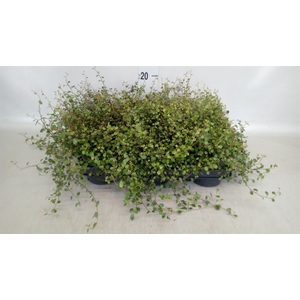 Muehlenbeckia com. 'Mao'ri'