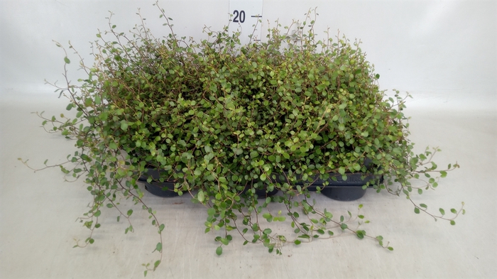 <h4>Muehlenbeckia com. 'Mao'ri'</h4>