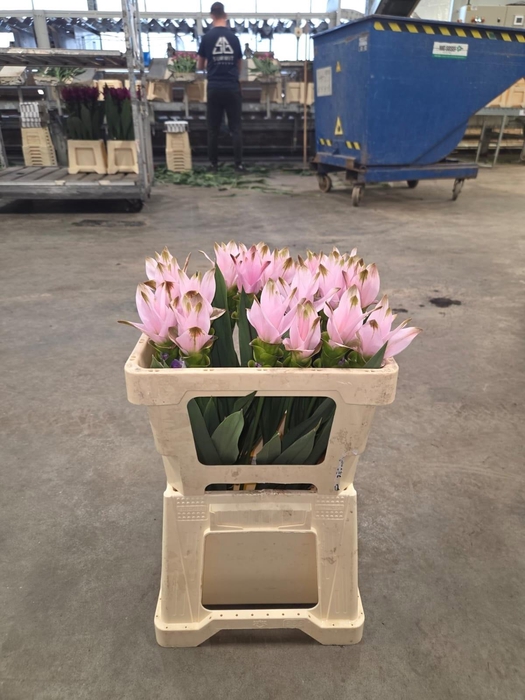 <h4>CURC AL SIAM SWING</h4>