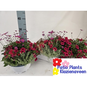 PERKPL GEM IN POT