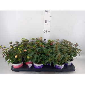 Fuchsia  'Bella Fuchsia'
