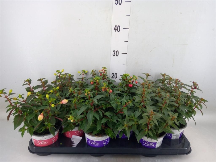 <h4>Fuchsia  'Bella Fuchsia'</h4>