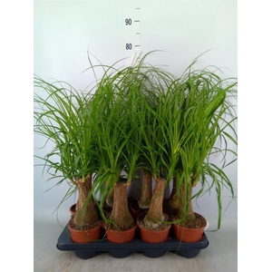 Beaucarnea recurvata