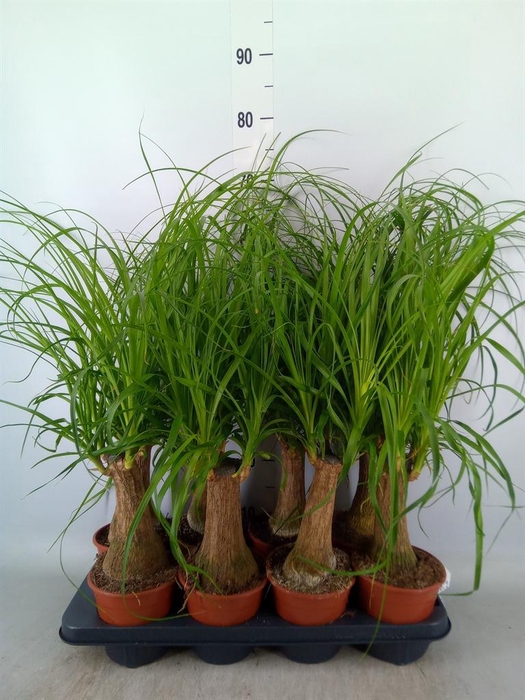 <h4>Beaucarnea recurvata</h4>