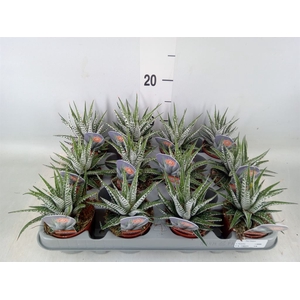 Haworthia fasciala 'Alba'
