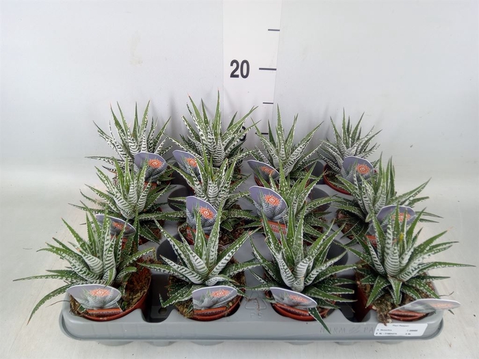 <h4>Haworthia fasciala 'Alba'</h4>