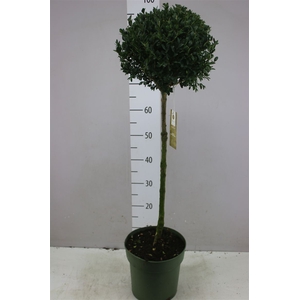 Buxus Semp X Bol Op Stam